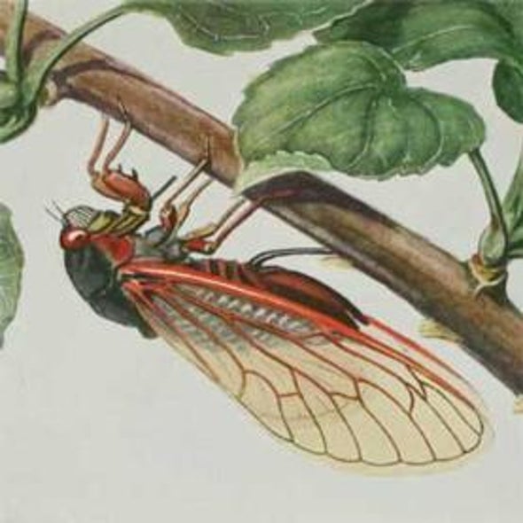 Cicada Tracker