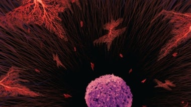 Drugs That Ramp Up the Immune System against Tumor Cells are Revolutionizing Cancer Treatment