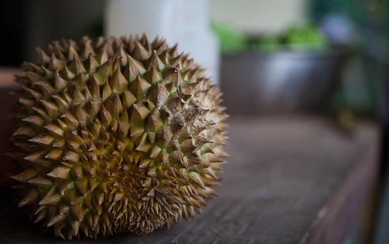 how-the-durian-got-its-sulfuric-stench-scientific-american