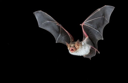 A single bat flies through the air--highlighted against the darkness of the frame