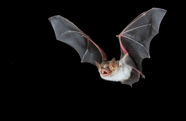 A single bat flies through the air--highlighted against the darkness of the frame