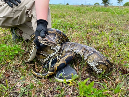 Person wrangling snake