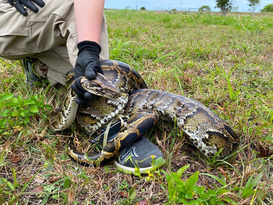 The Strange Way a 12-Foot-Long Invasive Python Was Caught | Scientific ...