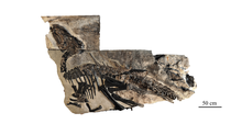 A Treasure Trove of Dinosaur Bones in Italy Rewrites the Local Prehistoric Record