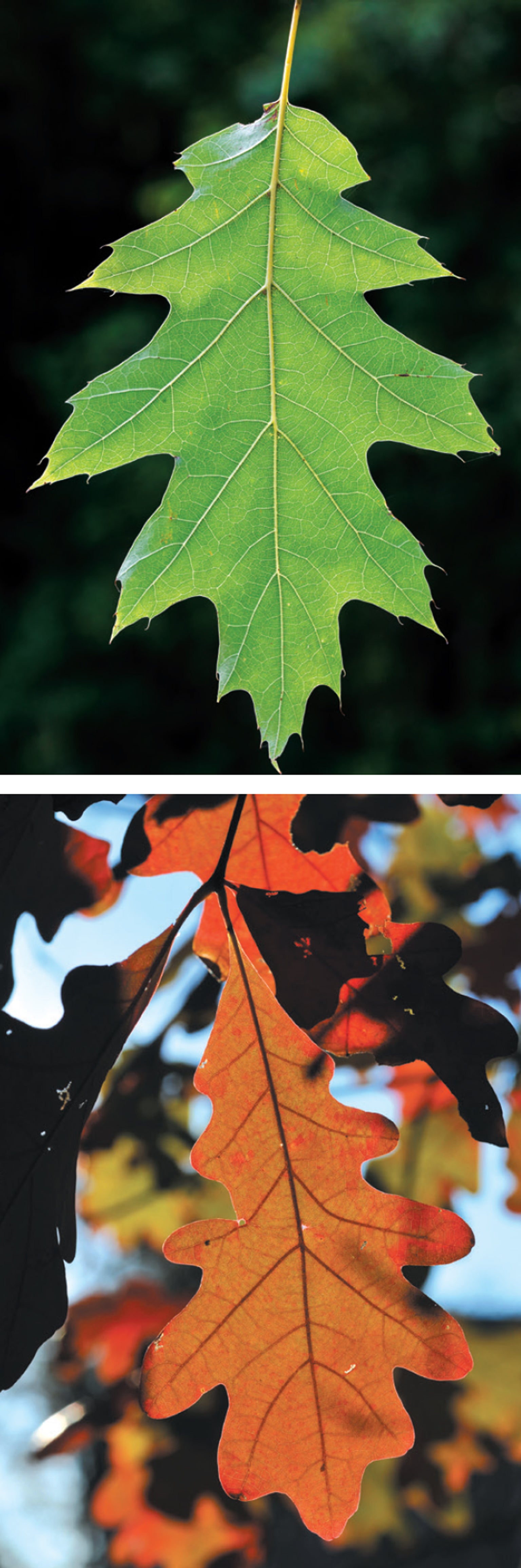 types of oak tree leaves