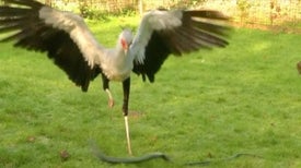 Secretary Bird Stomps Snakes with a Killer Kick