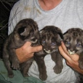 KITTY LITTER