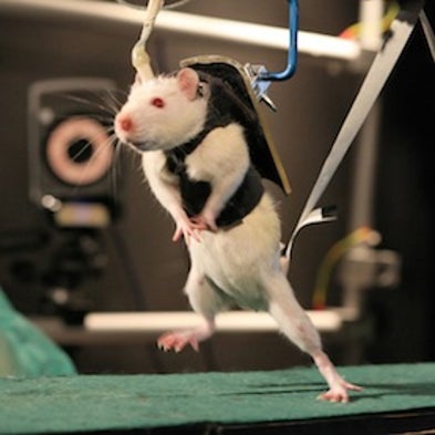 With Willpower, and a Jolt of Electricity, Paralyzed Rats Learn to Walk ...