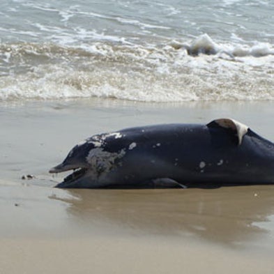 How to Collect a Dead Dolphin [Slide Show]