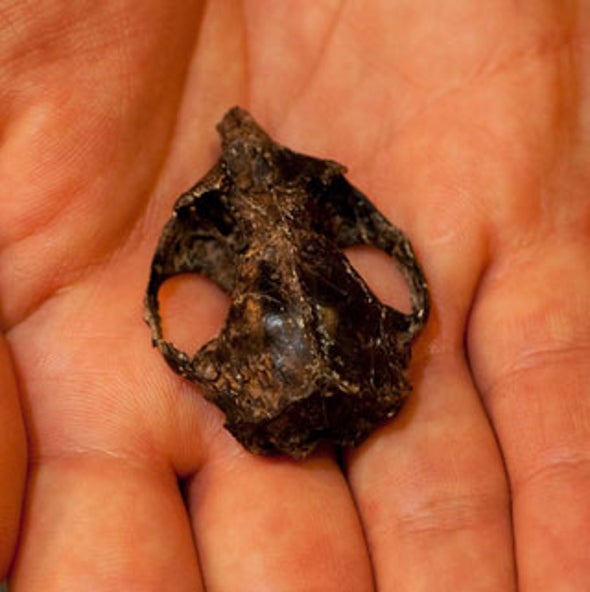 Low Brainer: Ancient Skull Shows Early Primates Didn't Need Big Brains