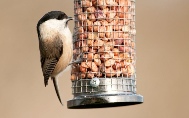 Les mangeoires à oiseaux sont bonnes pour certaines espèces, mais peut-être mauvaises pour d’autres