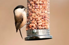Bird Feeders Are Good for Some Species--But Possibly Bad for Others