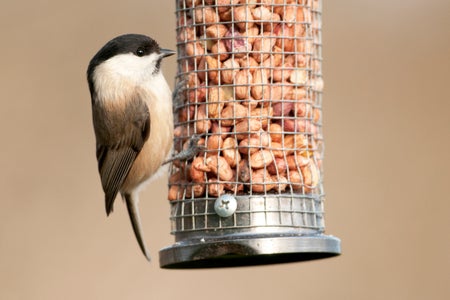 Willow Tit on bird feeder.