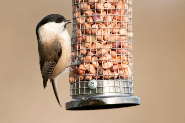 Willow Tit on bird feeder.
