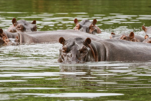 A group of hippos at various ages is seen swimming in the river