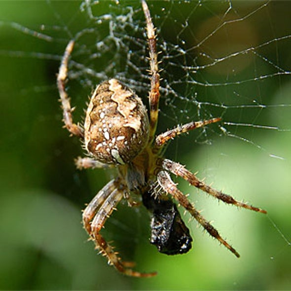 Researchers Build Micro Spider-Silk Spinner