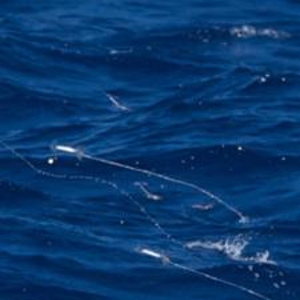 Fact or Fiction: Can a Squid Fly out of Water?