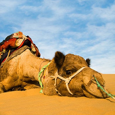 Camels Plagued by Parasites