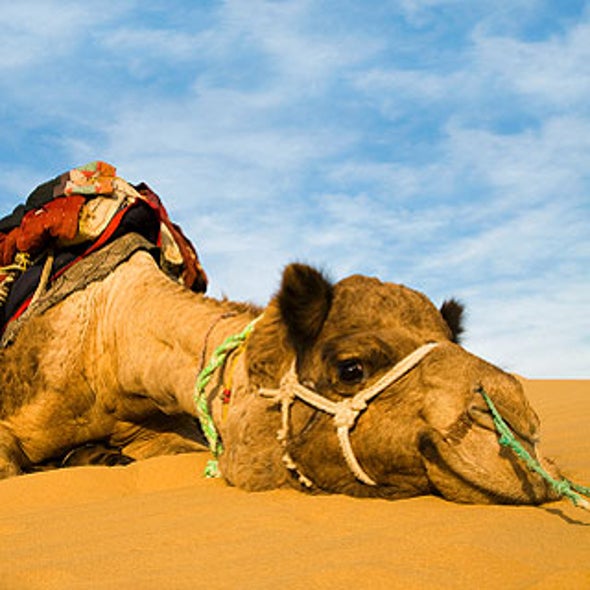 Camels Plagued by Parasites