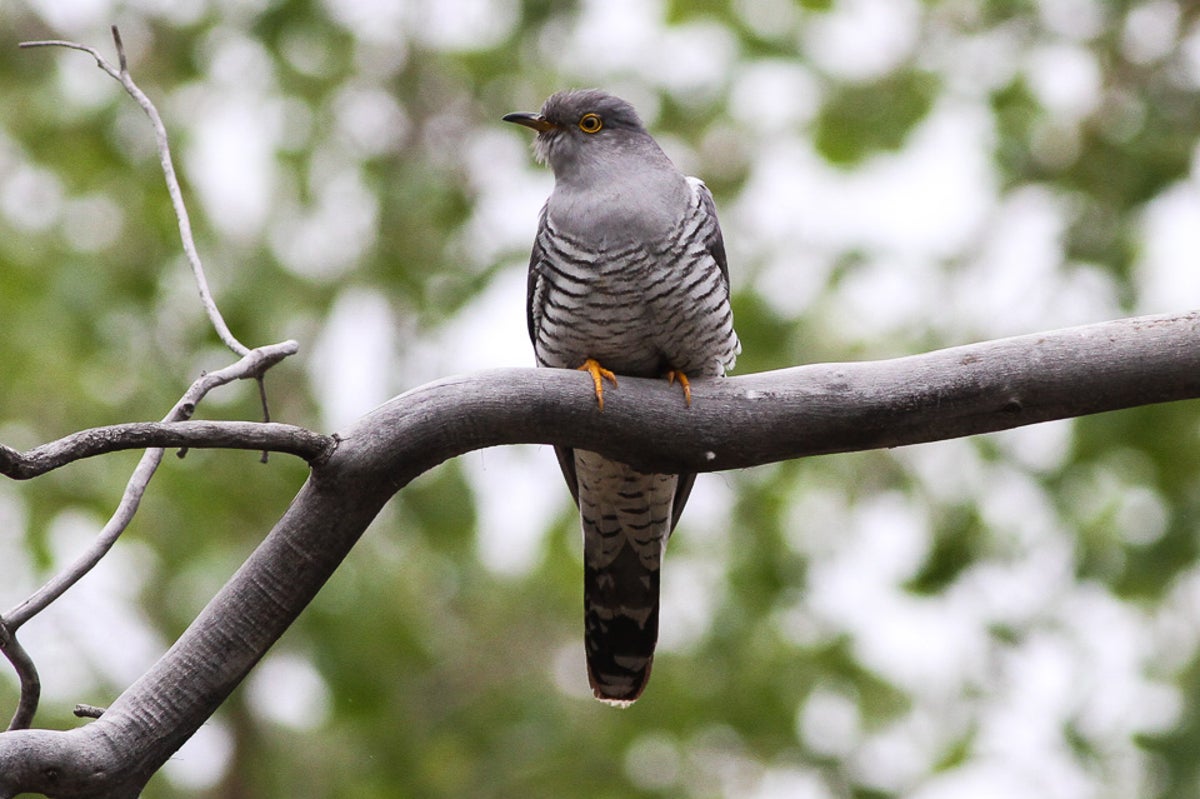 Vagrant Birds May Portend Species Distribution in Climate-Changed World |  Scientific American