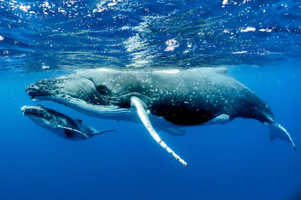 Mother and calf humpback whales