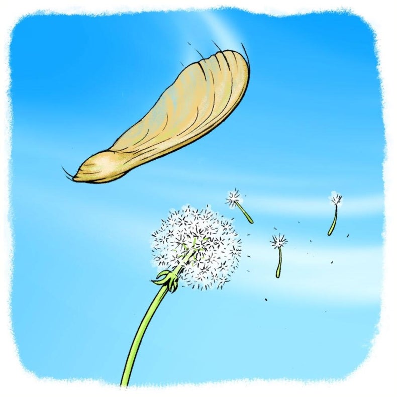 Gone with the Wind: Plant Seed Dispersal - Scientific American