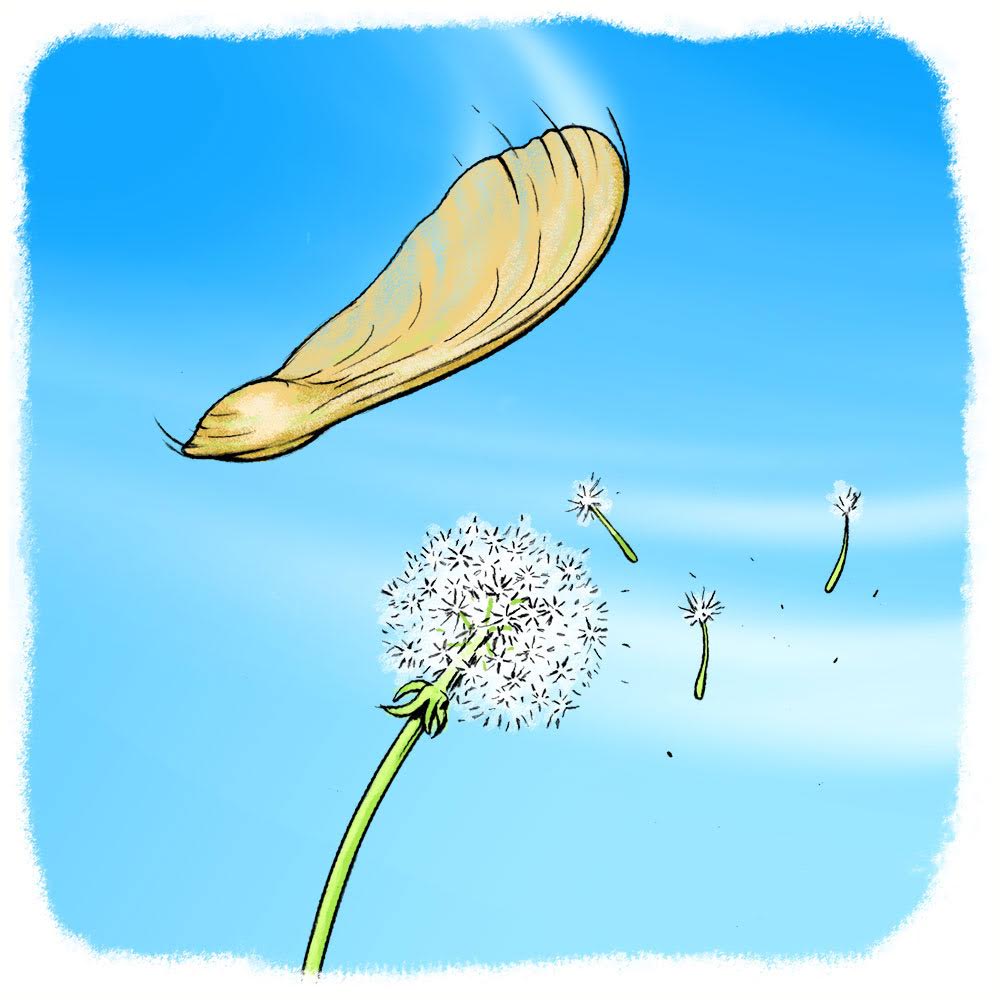 Gone with the Wind Plant Seed Dispersal Scientific American