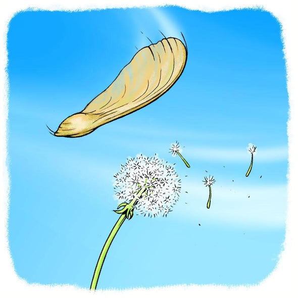 Gone With The Wind Plant Seed Dispersal Scientific American