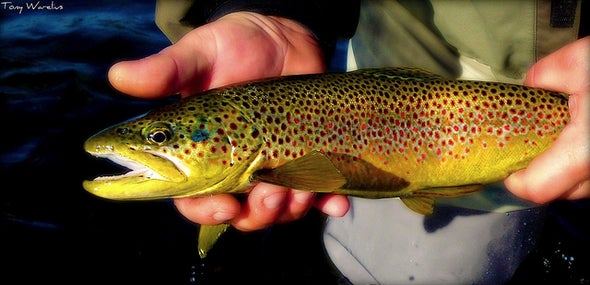 Pollution Spurs Rapid Adaptation in Trout