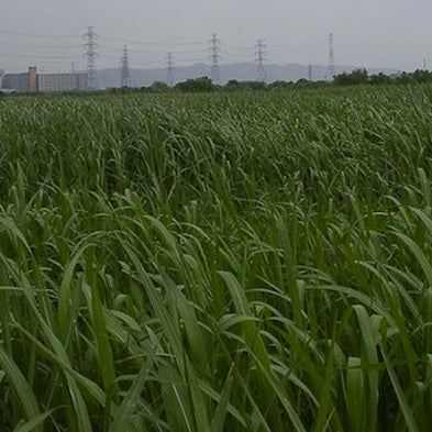 Rooting Out CO2: Scientists Isolate a Gene That Boosts Plant Root Growth