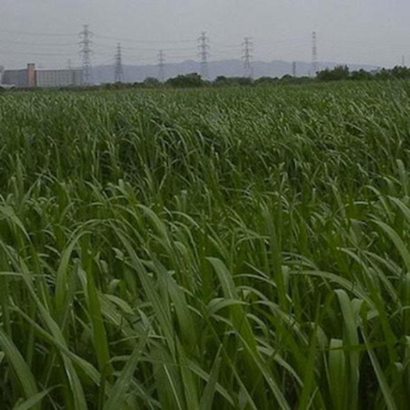 Rooting Out CO2: Scientists Isolate a Gene That Boosts Plant Root Growth