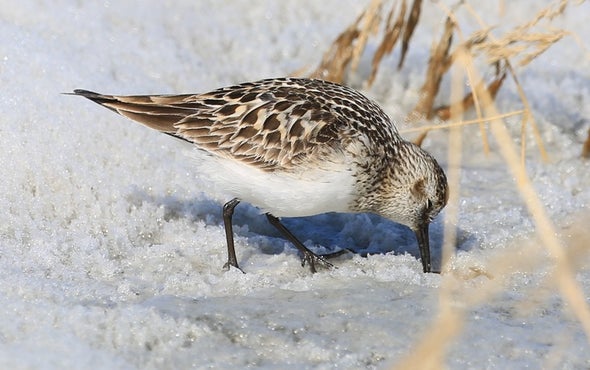 Late Snowpack Signals a Lost Summer for Greenland's Shorebirds