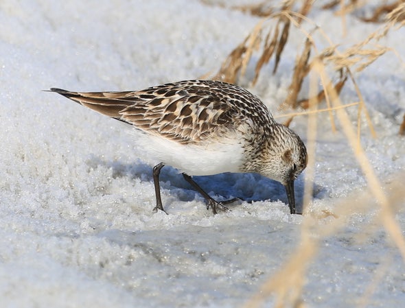 Late Snowpack Signals a Lost Summer for Greenland's Shorebirds