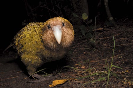 A kākāpā.