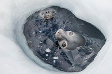 Antarctic Seals Vocalize in Ultrasonic--but Not for the Usual Reason