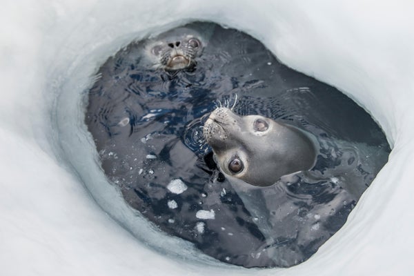 Weddell Seals look up from an ice hole.