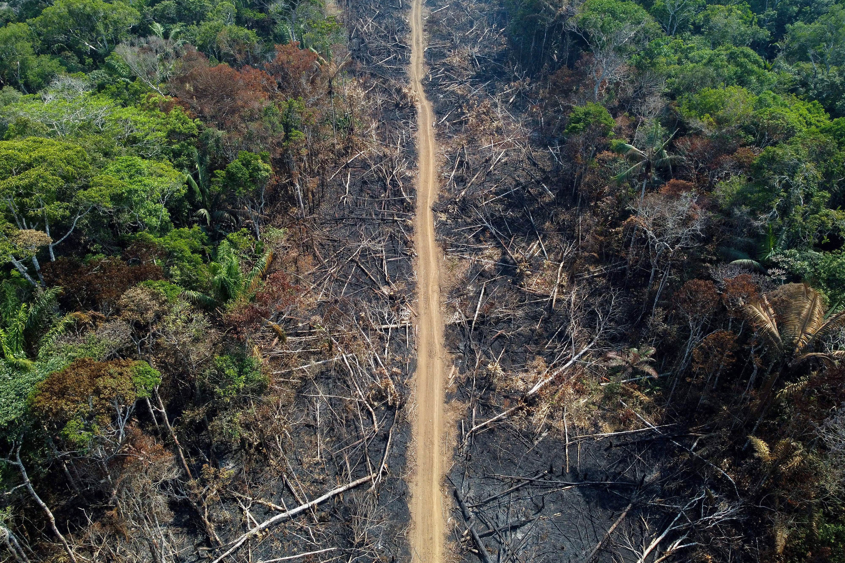 deforestation effects on global warming
