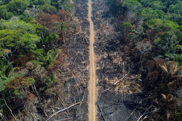 Aerial view of scorched trees and land seen alongside a dirt road.