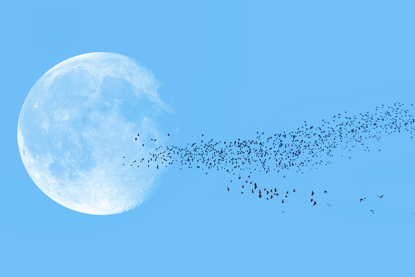 Flock of starlings migrating in front of the moon