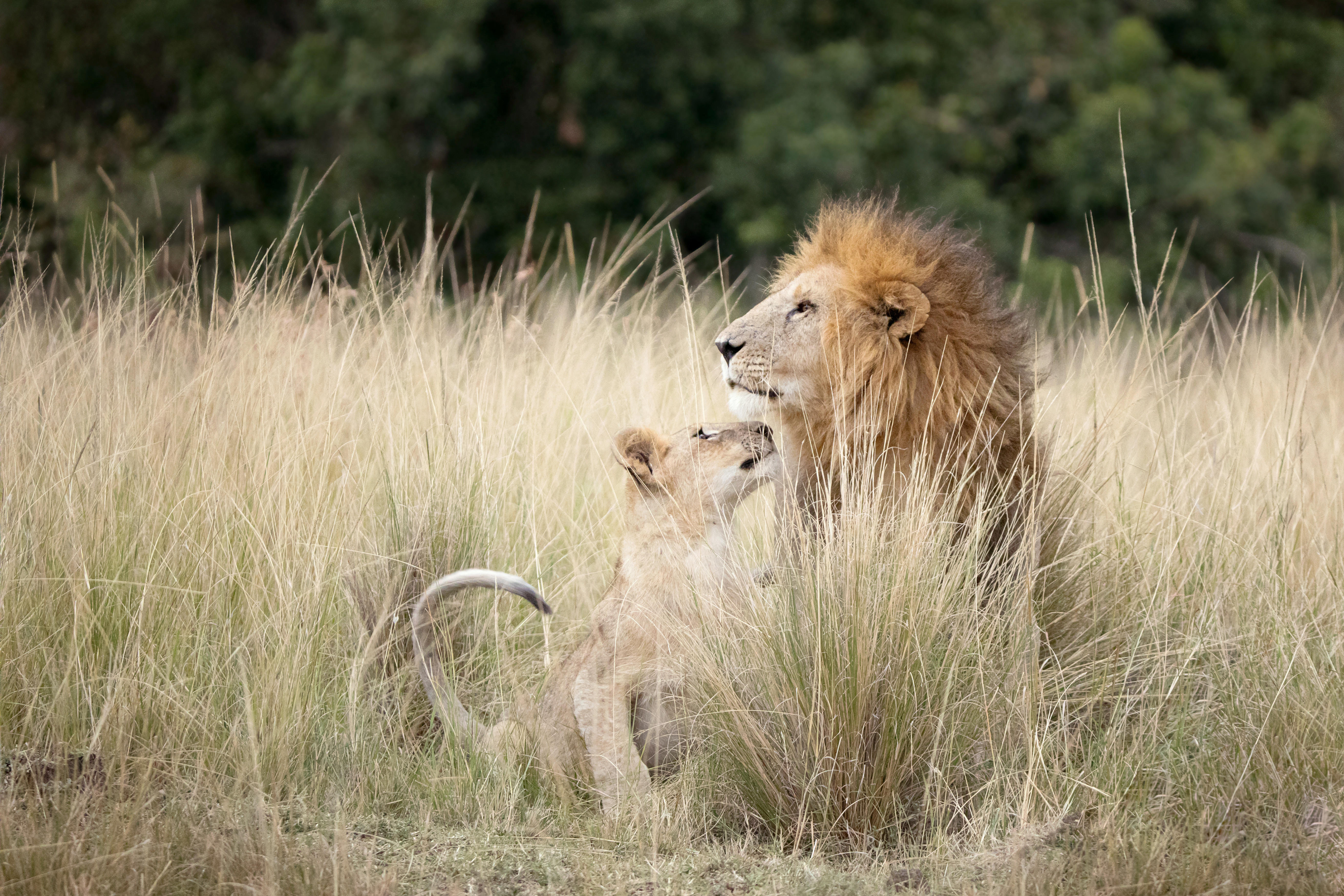 The Fast, Furious and Brutally Short Life of an African Male Lion