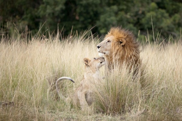 The adult lion looks off whilst the cub looks playful