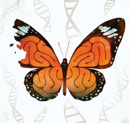 butterfly