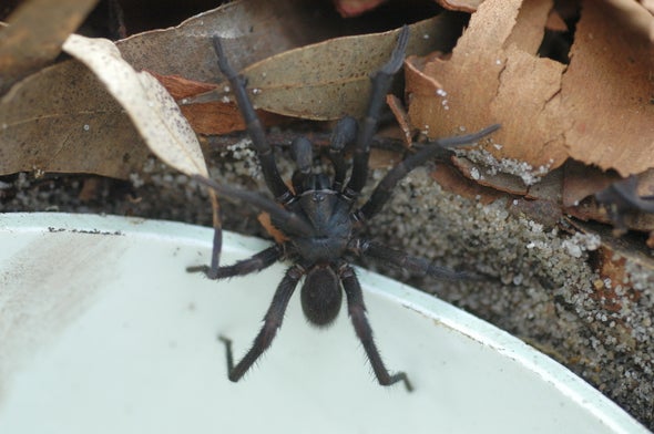 Australia Urges People to Deadly Spiders as Antidote Runs Low - Scientific American