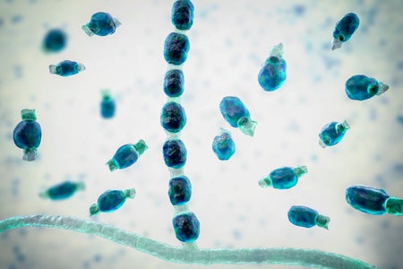 Blue circular arthroconidia and arthrospores illustration from a fungus