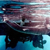Measuring the shark so its growth can be tracked on later catches.