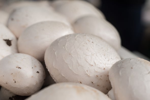 Gene-Edited CRISPR Mushroom Escapes U.S. Regulation