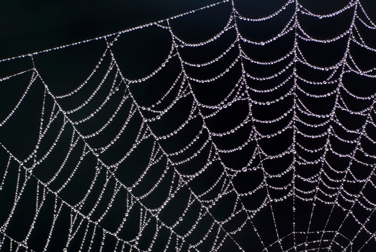 Nature in Verse: What Poetry Reveals about Science