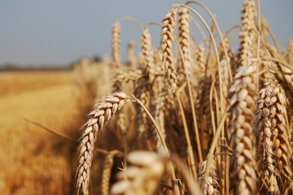 Devastating Wheat Fungus Appears in Asia for the First Time