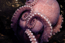 Four New Octopus Species Discovered in the Deep Sea