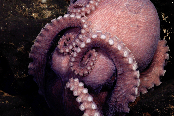 A pink female octopus curls her tentacles around her body
